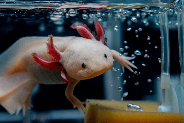10 Mind-Blowing Axolotl Facts You Didn't Know