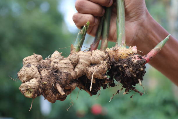 Ginger Root And Its Miracle Health Benefits