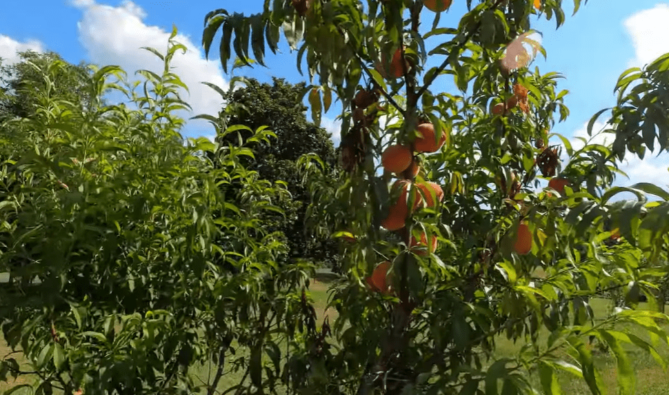 Making Peach Wine from Fresh Peaches - Part 1 Into the Primaries
